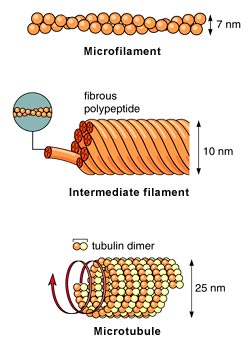 fibrillar structure